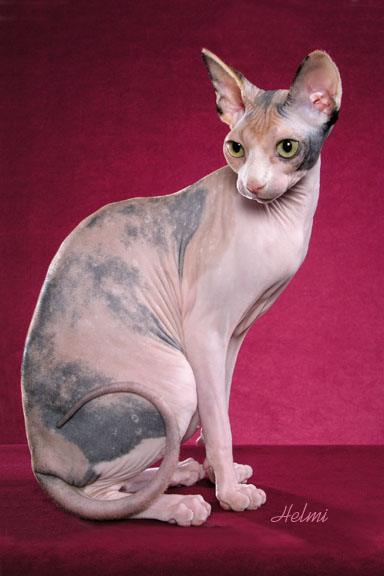 Sphynx Cat Breed
