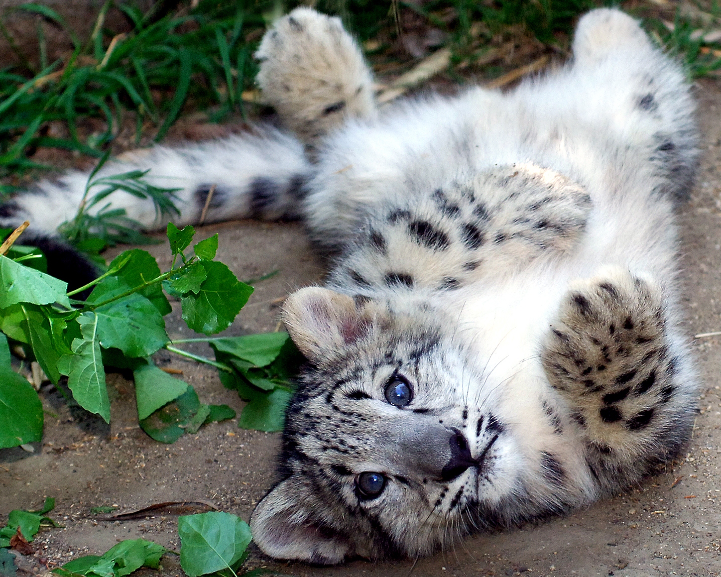 http://4.bp.blogspot.com/-JM2lM0h-oAE/T-EWJVh6s-I/AAAAAAAAAoo/rwWDp07C_ng/s1600/Snow_Leopard_Cub_on_backCROP.jpg