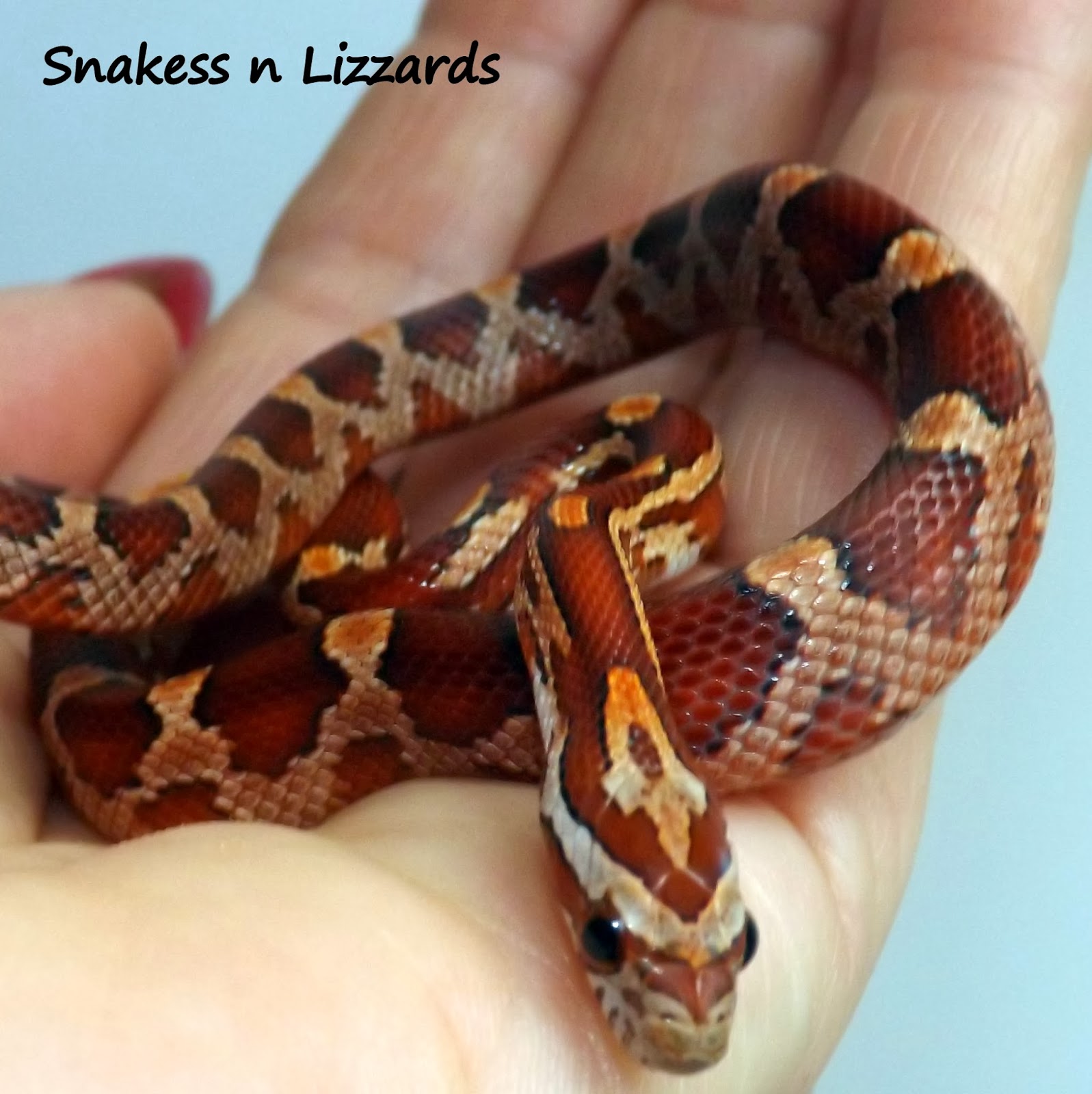 Corn Snake 101 Snakess n Lizzards