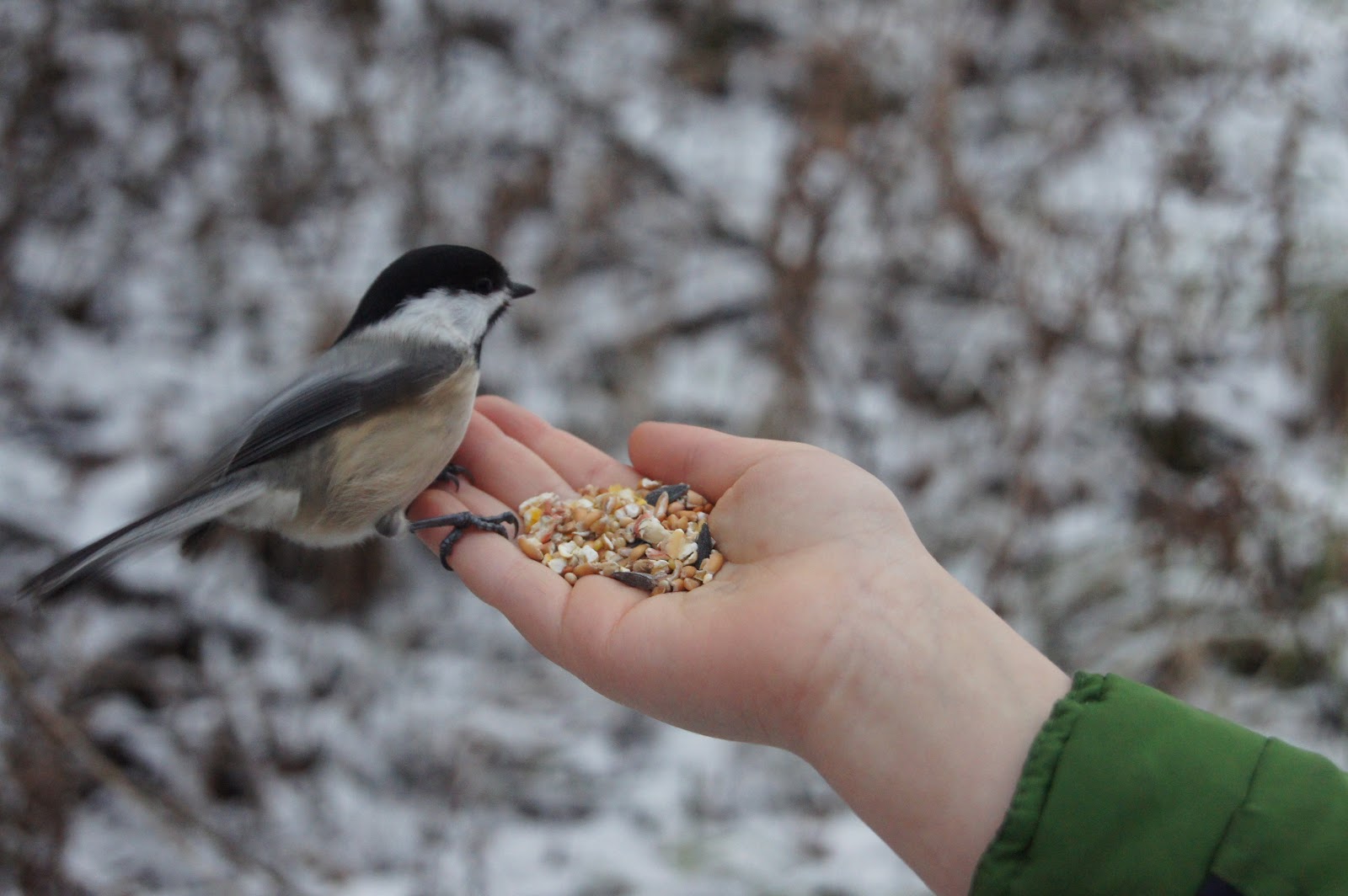 "Making Montessori Ours" Feeding Birds at the Upper Canada Migratory