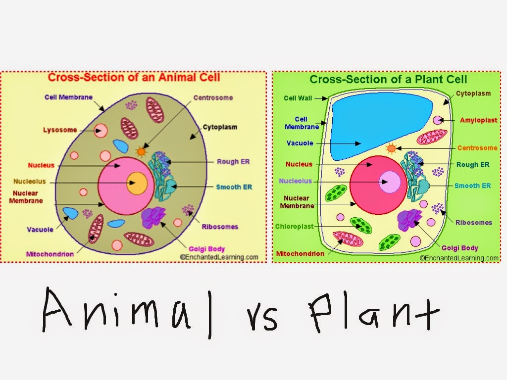 animal cell diagram 5th grade the gallery for gt animal cell model 5th grade animal cell diagram 5th grade the gallery for gt animal cell model 5th grade