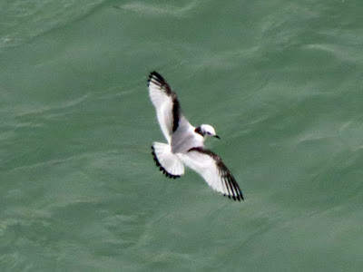 Black-legged Kittiwake (juv) - Niagara Falls, ON