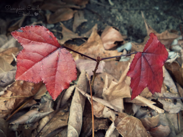 Dark red leaves