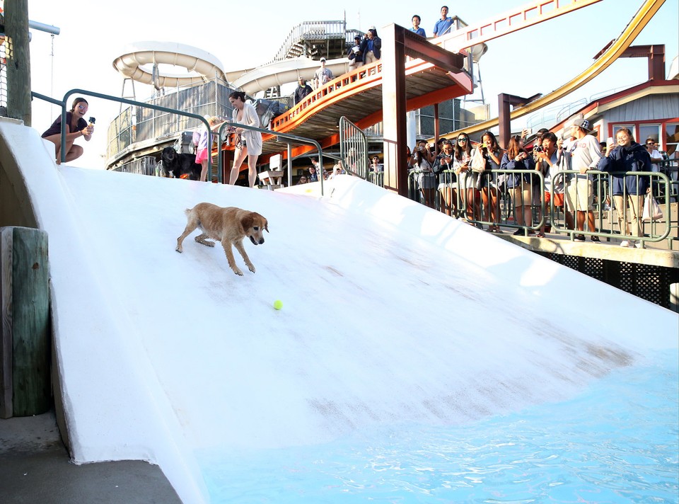 Dog Day at the Water Park! AmusementInsider Fun Starts Here
