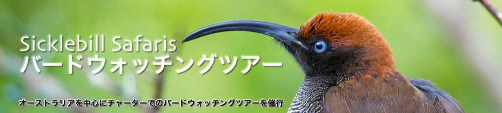 Sicklebill Safaris のバードウォチングツアー