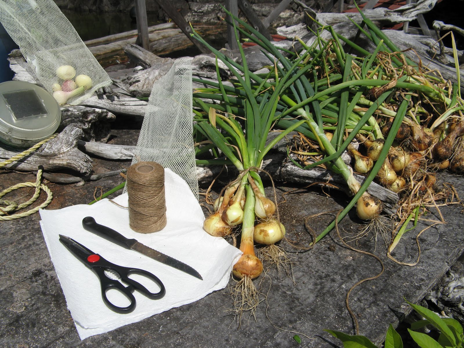 Powell River Books Blog Preserving Curing and Storing Onions
