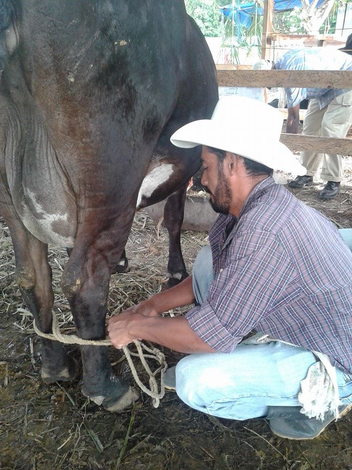 VICTORIA,YORO, HONDURAS. EXPOSICION GANADERA.