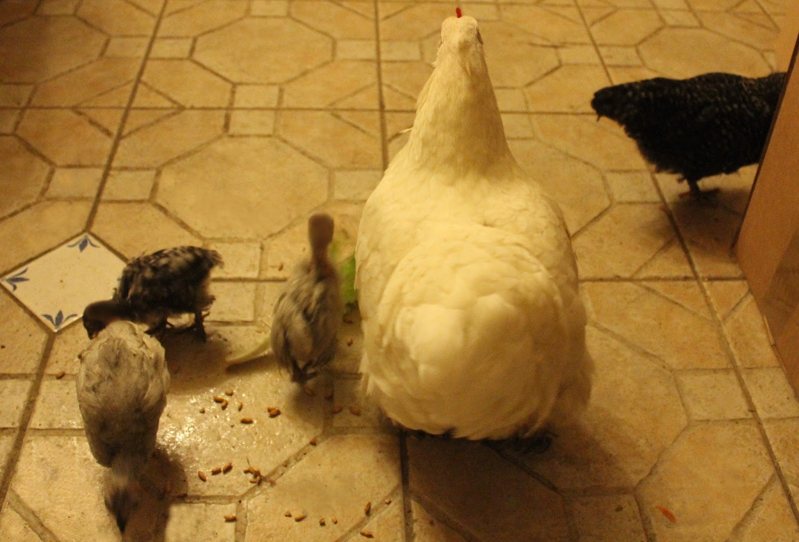 Chicks in cold weather Finding some extra warmth from a cuddly Cochin