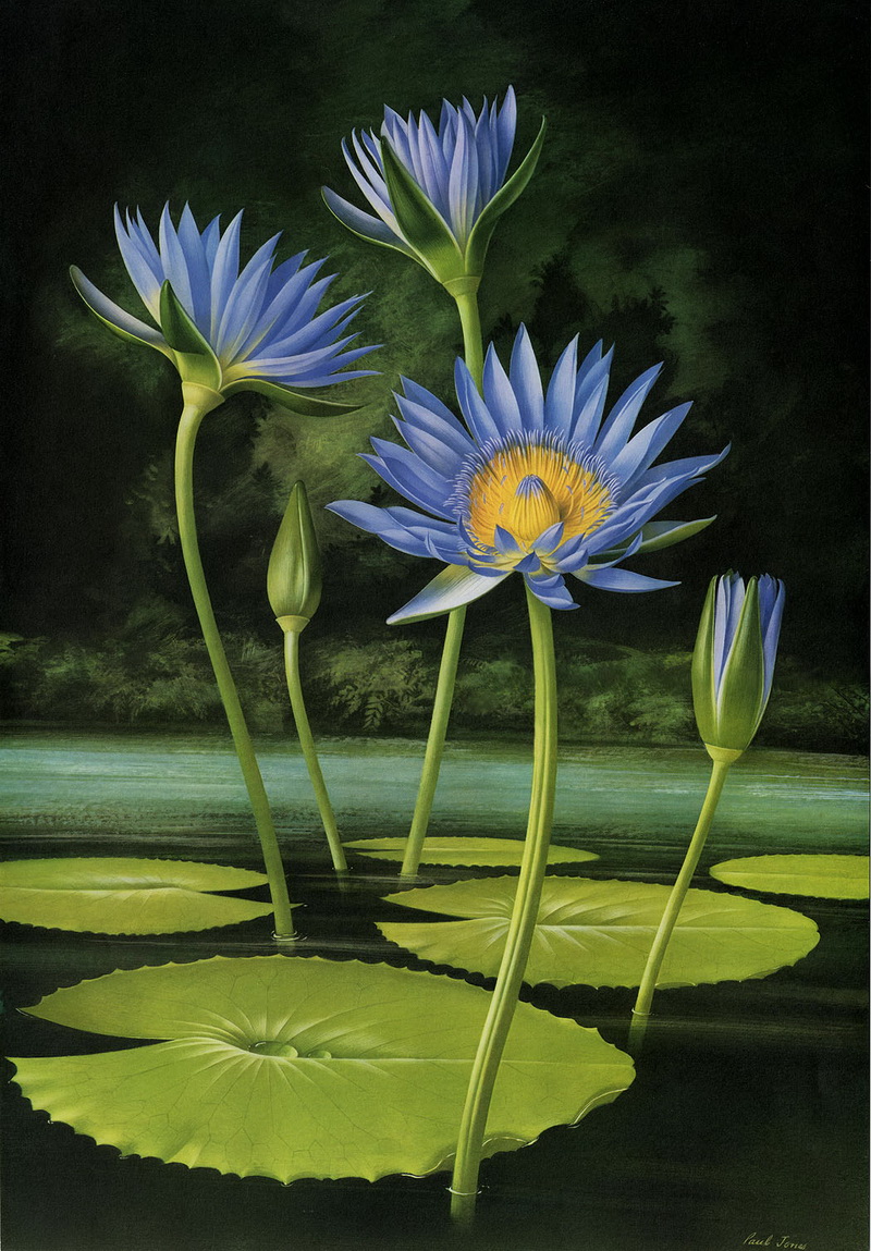 Paul Jones 1921-1997 ~ pintor australiano | Flores de Mayo  Paul Jones 1921-1997 ~ pintor australiano | Flores de Mayo