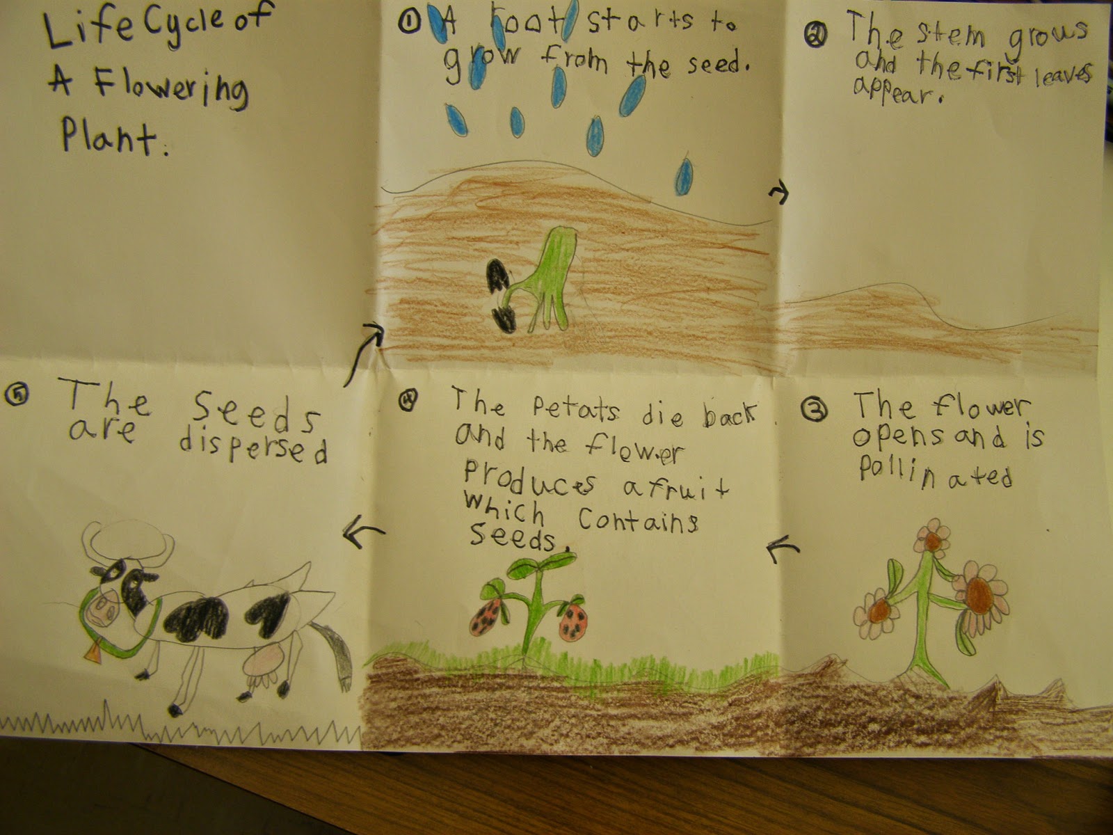 Mrs. Peterson�s 2nd Grade Life Cycle of Flowering Plants
