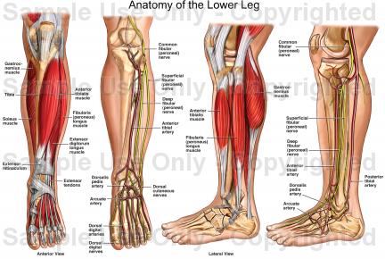 Calf Muscle Anatomy