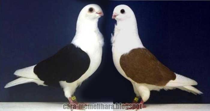 Merpati Aachen Lacquer Shield Owl