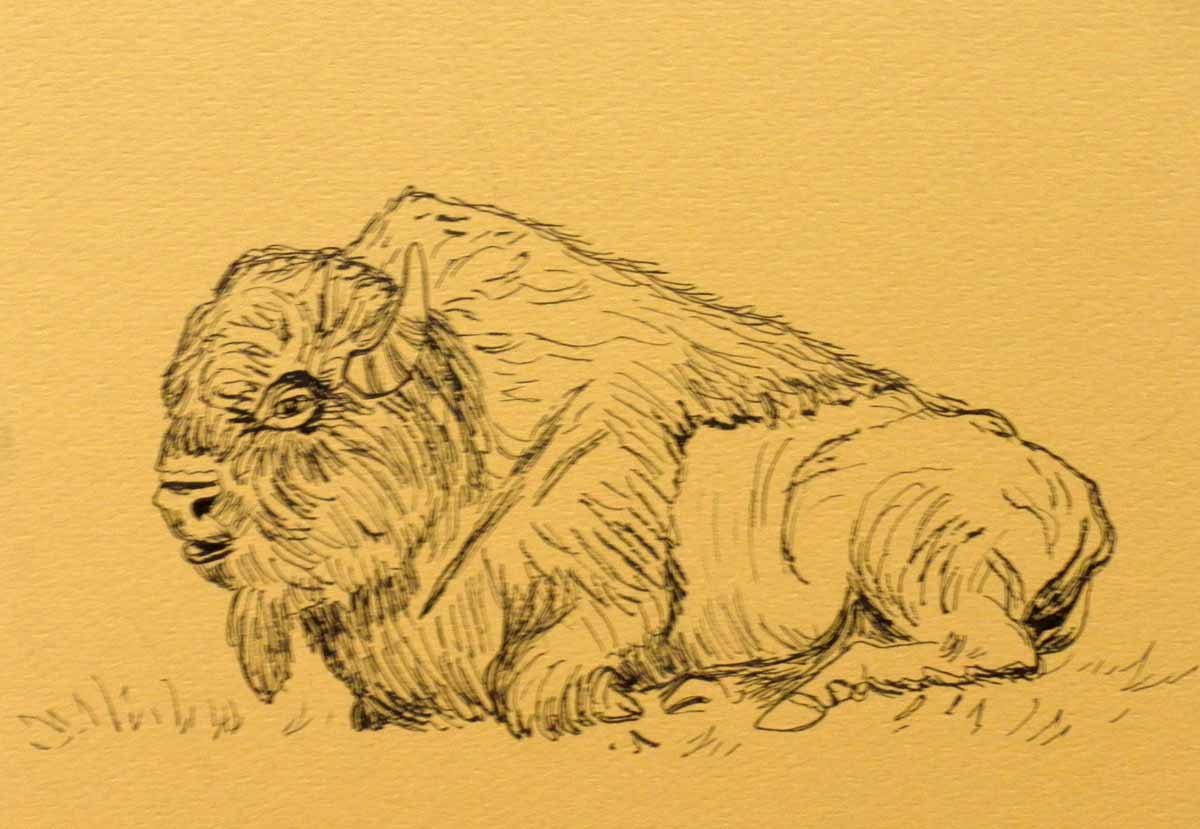 KaySmithBrushworks Resting Buffalo sketch