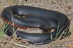 Red-bellied Black Snake DANGEROUS