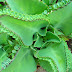 Kalanchoe, a "Bad Weed" that cures cancer