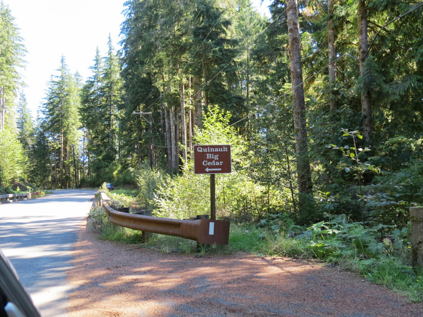 Let's Just Go Somewhere: The biggest trees in the world (outside of