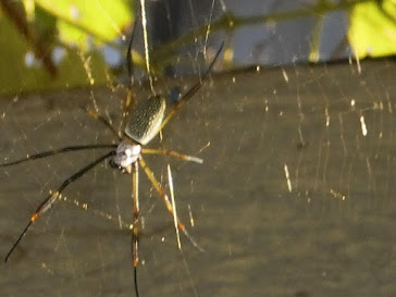 ARAÑA EN SU TELA