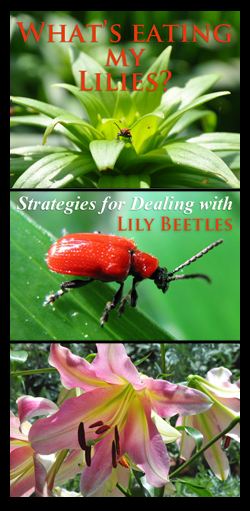 Lily Beetles