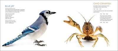 blue jay and crawfish page