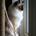 Life expectancy in Ragdoll Cats