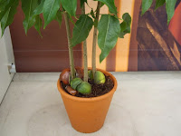 Castanospermum australe