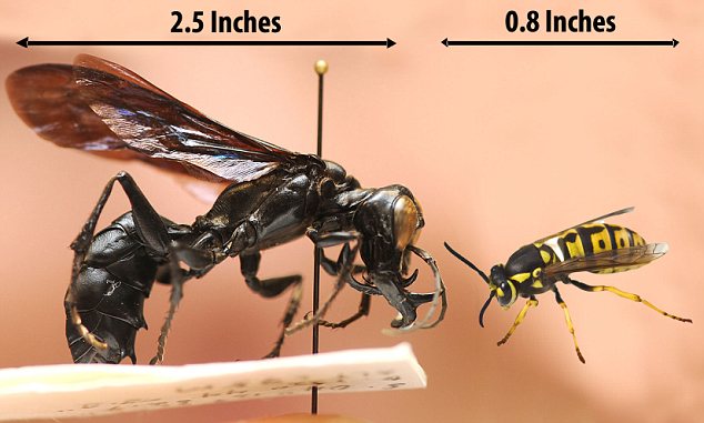 [Image: wasp-giant-jaw-big.jpg]