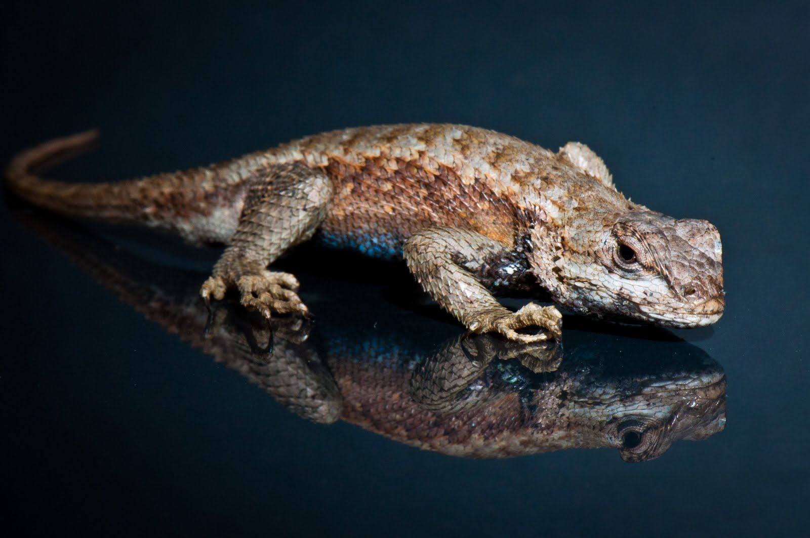 1,000 Dirty Faces Eastern Fence Lizard
