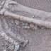 اكتشاف اثنين من مستحجرات الديناصور عمرهما 180 مليون عام في الصين