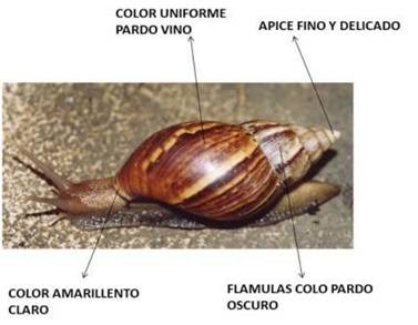 Área Metropolitana, Bucaramanga: Campaña contra el Caracol Africano