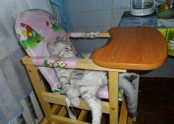 У кота сиеста