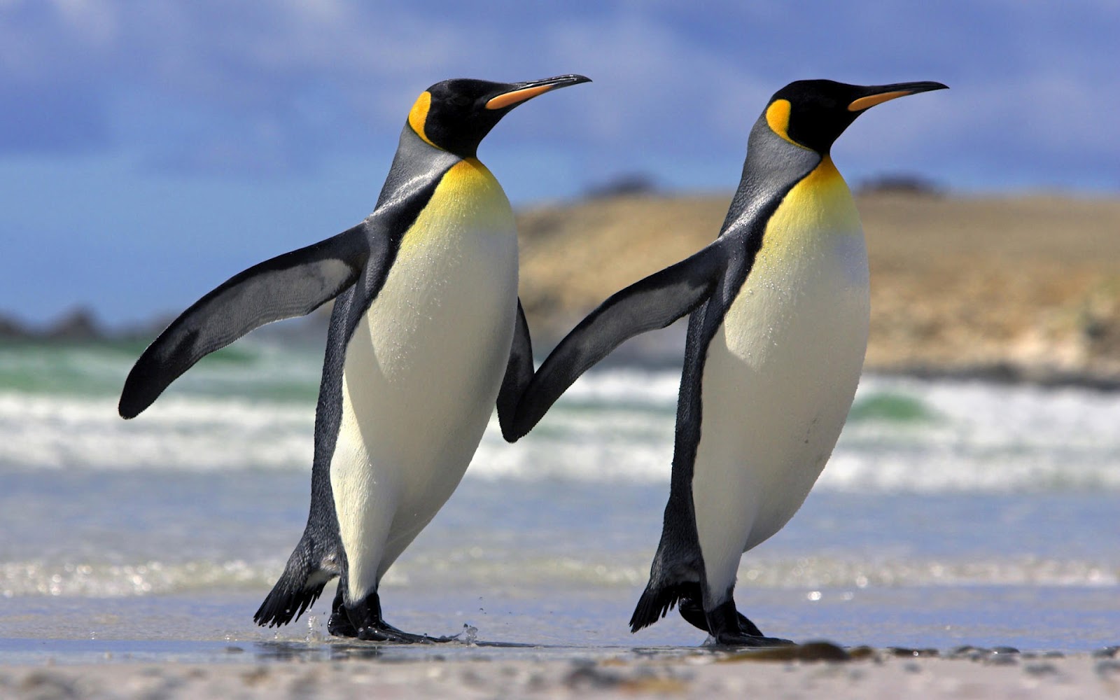 http://4.bp.blogspot.com/-JQgfZbcHBQc/T6v7uFROLBI/AAAAAAAAAik/kr86RV5UOxE/s1600/Linux+Fedora+Wallpaper+Fedora+Wide+Background+Fedora+Themes.jpg
