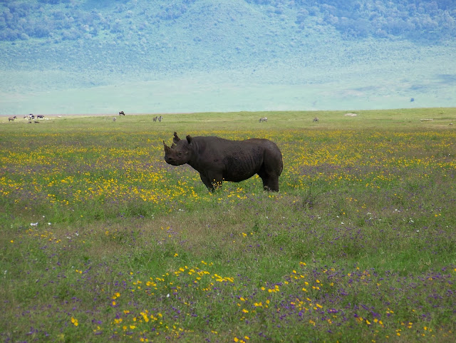 NGORONGORO CRATER TANZANIA