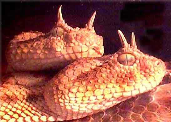 Horned Desert Viper