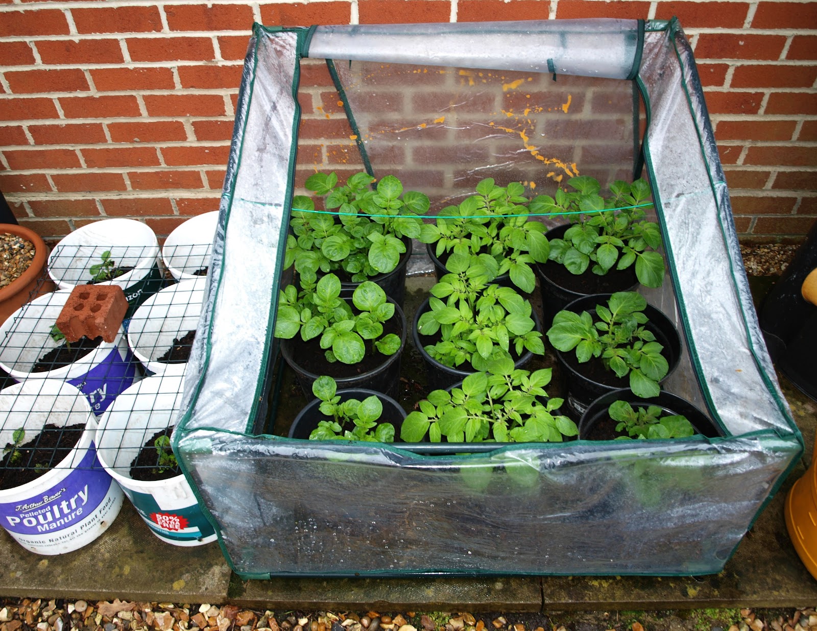 Mark's Veg Plot Potato containers