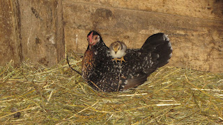 bantam hen with a chick on its back