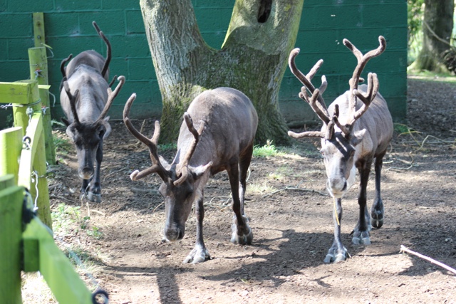 reindeer whipsnade