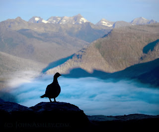 Grouse above foggy McDonald Valley morning (c) John Ashley Grouse above foggy McDonald Valley morning (c) John Ashley