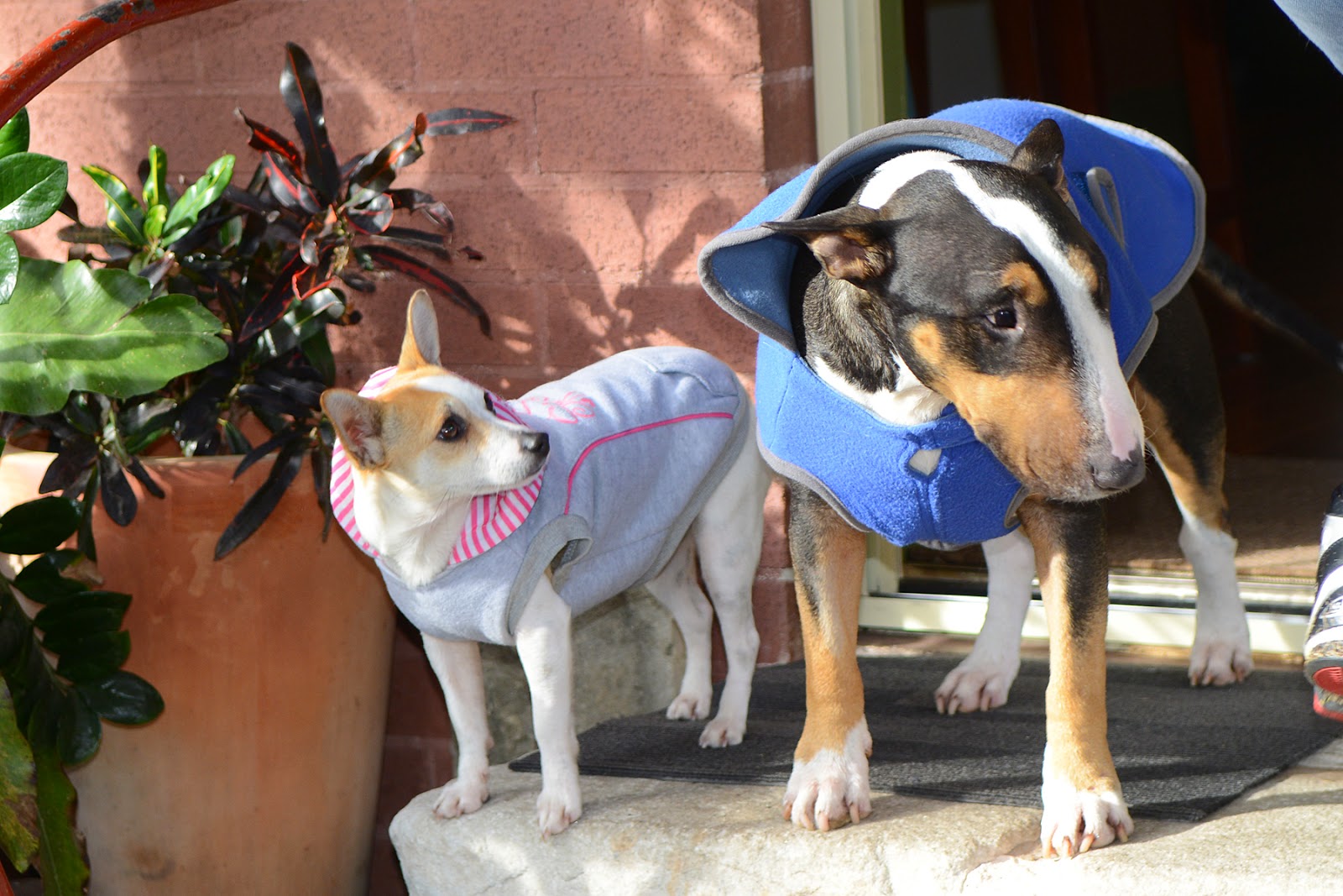 Small Animal Talk Do dogs get jealous of other pets?