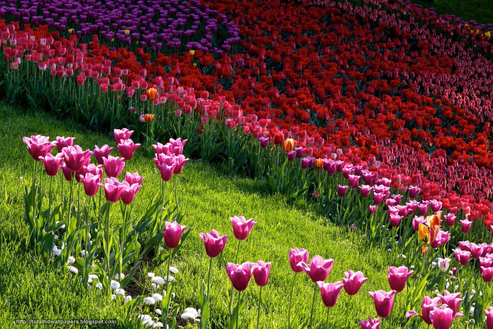 eleletsitz tulip garden images tulip gardens hd wallpapers 28 images tulips wallpapers wallpaper cave holland tulip eleletsitz tulip garden images tulip gardens hd wallpapers 28 images tulips wallpapers wallpaper cave holland tulip