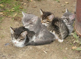 GALLERY FUNNY GAME: Funny Awkward Cat Sleeping Positions