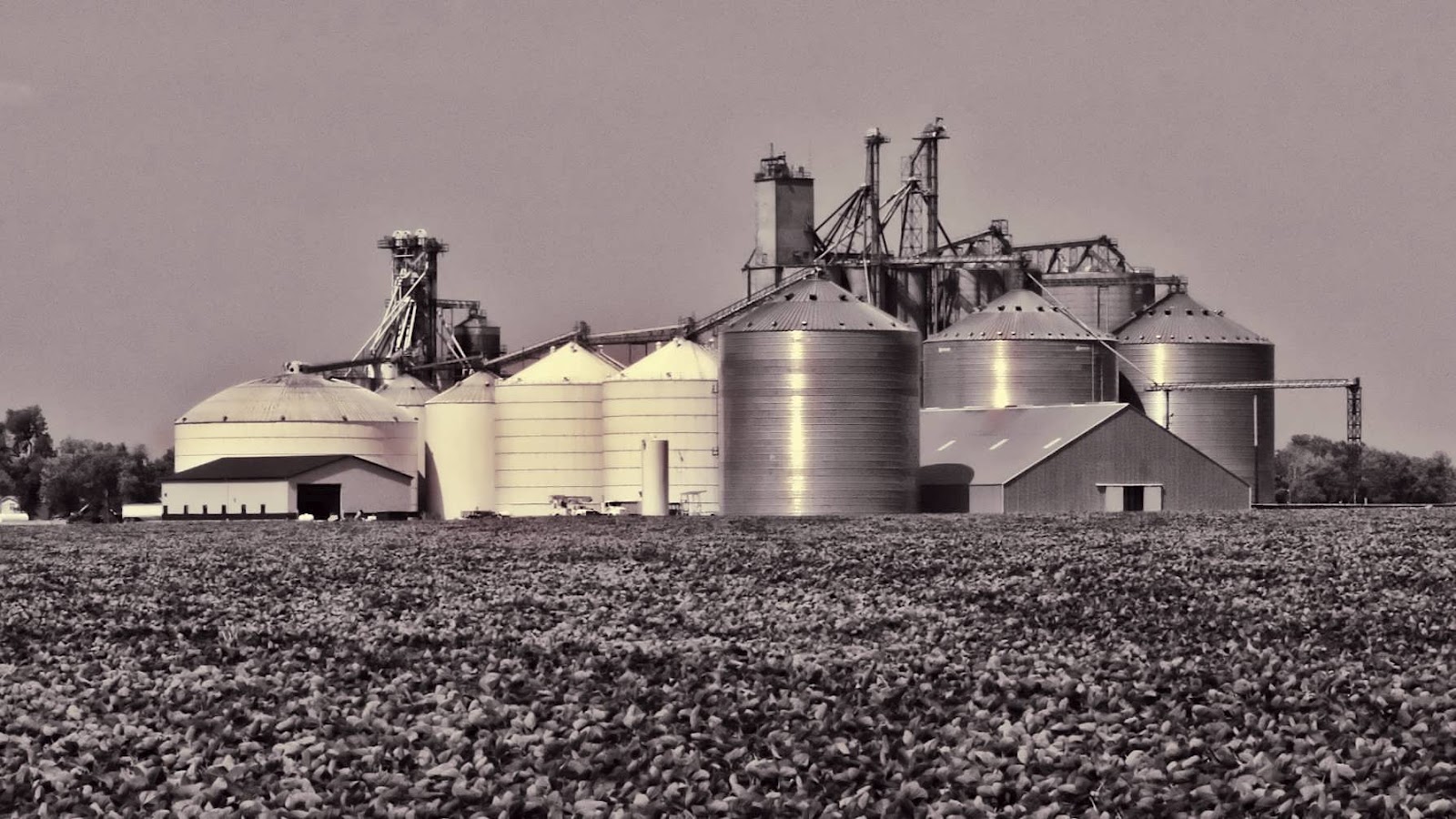 Illinois Grain Elevators Dewey