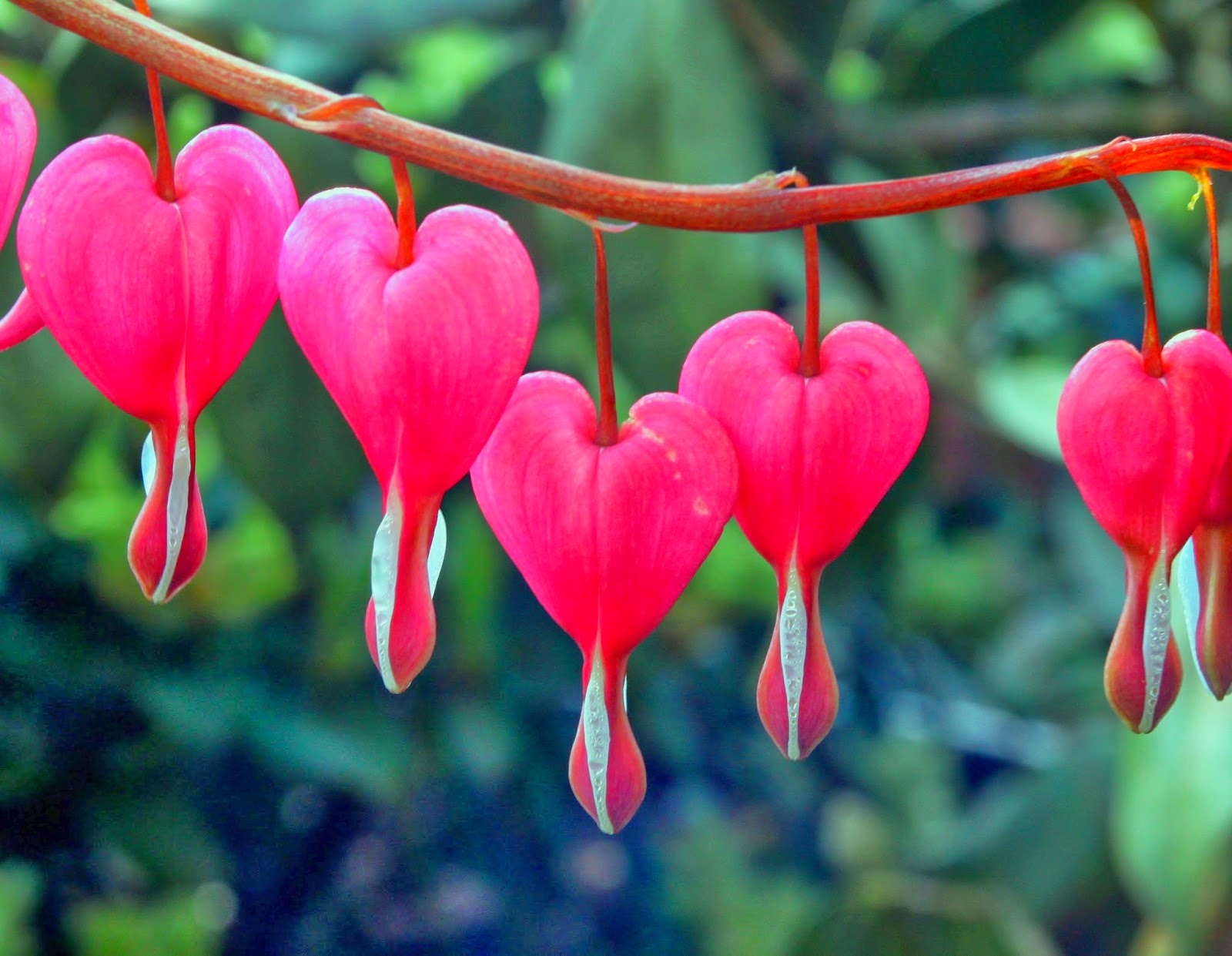 ENVENENAMIENTO POR PLANTAS Y HONGOS envenenamiento por plantas y hongos:
