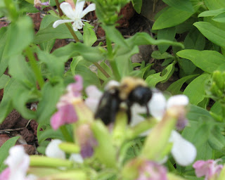 fuzzy carpenter bee