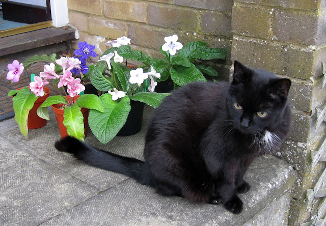 A group of Streptocarpi being upstaged by Roxy the cat. 13 April 2011. A group of Streptocarpi being upstaged by Roxy the cat. 13 April 2011.