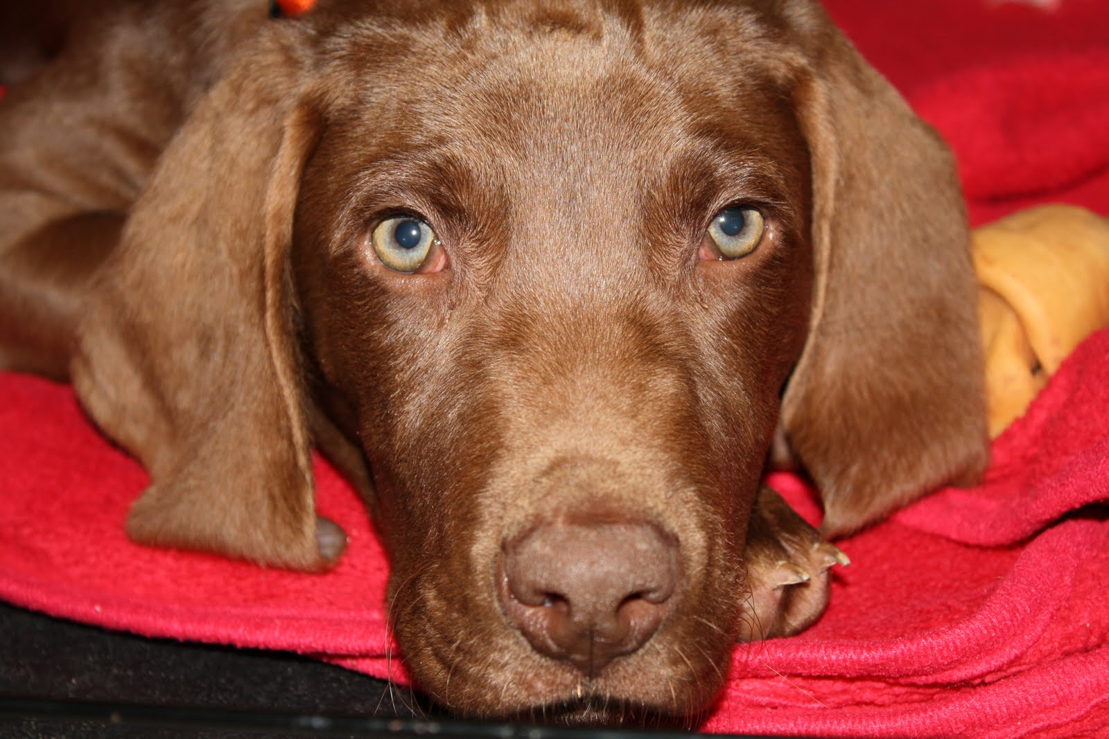 Dog+pictures+to+print+out