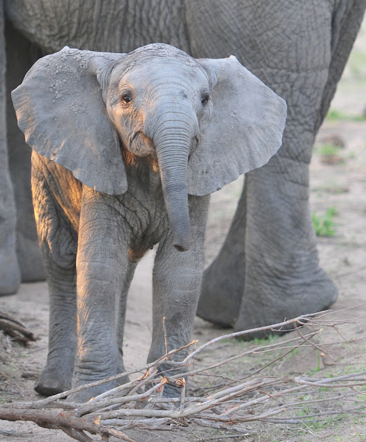 Baby elephant imitating mother elephant raising her trunk and flipping her ears elephant