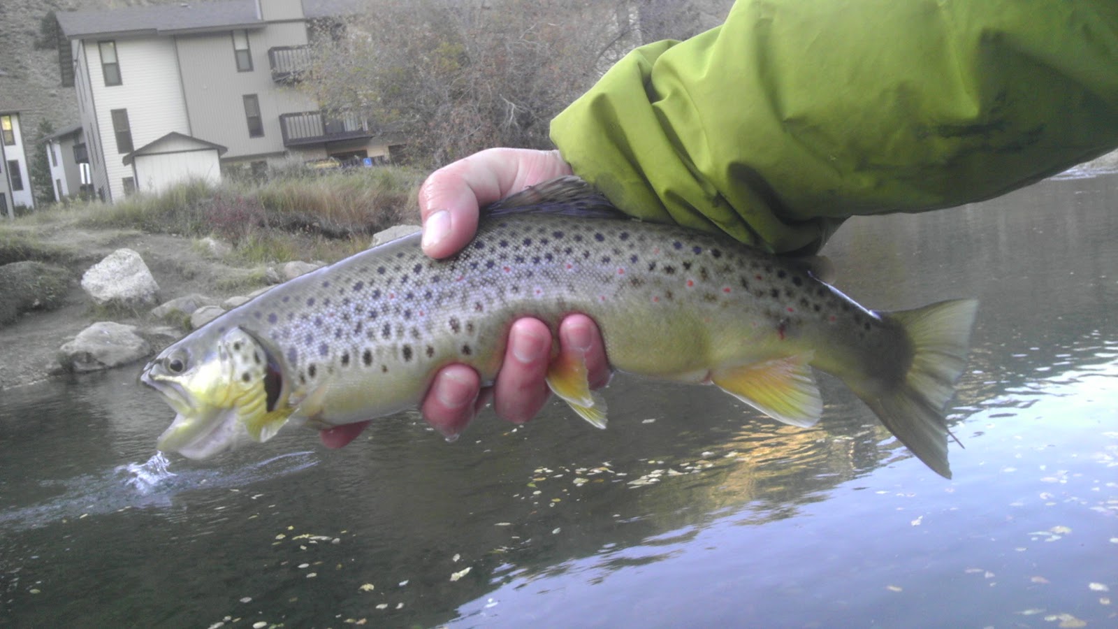 Colorado Fly Fishing 10/09/12 Clear Creek at