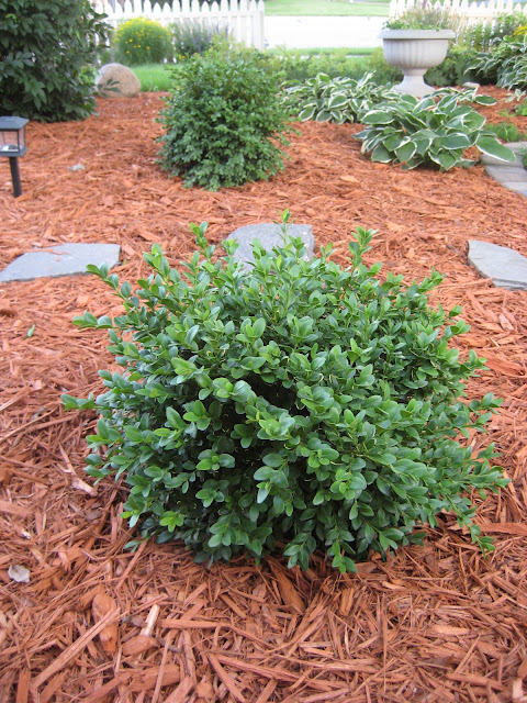 Happy At Home: Completed Front Yard Garden