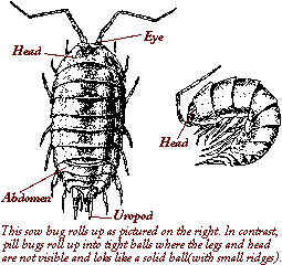 pillbug diagram utah valley gardens minimal leaf damage not much to pillbug diagram utah valley gardens minimal leaf damage not much to