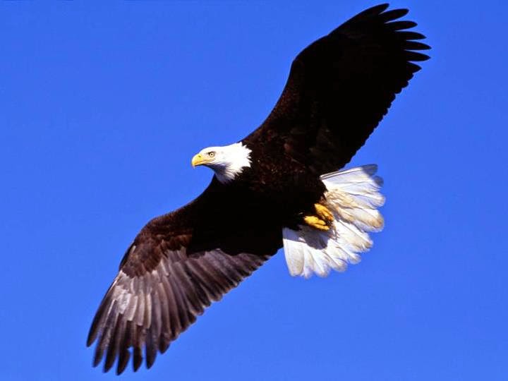 http://4.bp.blogspot.com/-JSz2mUzQHIo/VE1XfajArHI/AAAAAAAABAE/5BQMzbmvHxI/s1600/orao%2Blet.jpg